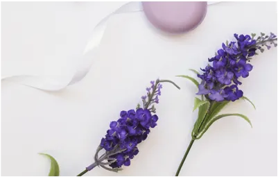 ORGANIC LAVANDULA ANGESTIFOLIA