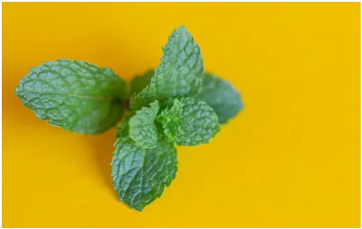 ORGANIC MENTHA PIPERATA