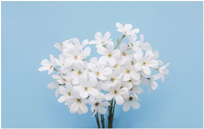 ORGANIC JASMINE OFFICINALE