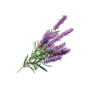 Lavender Oil