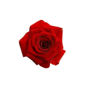Rose Oil